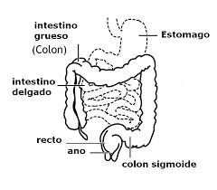 ¿Qué es el colon irritable?