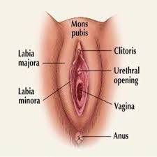 Todo acerca de la vaginosis