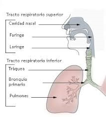 Todo lo que debes saber sobre la bronquitis